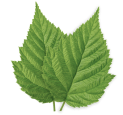 Nettle Leaf Extract