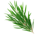 Tea Tree Oil