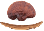 Reishi Mushrooms